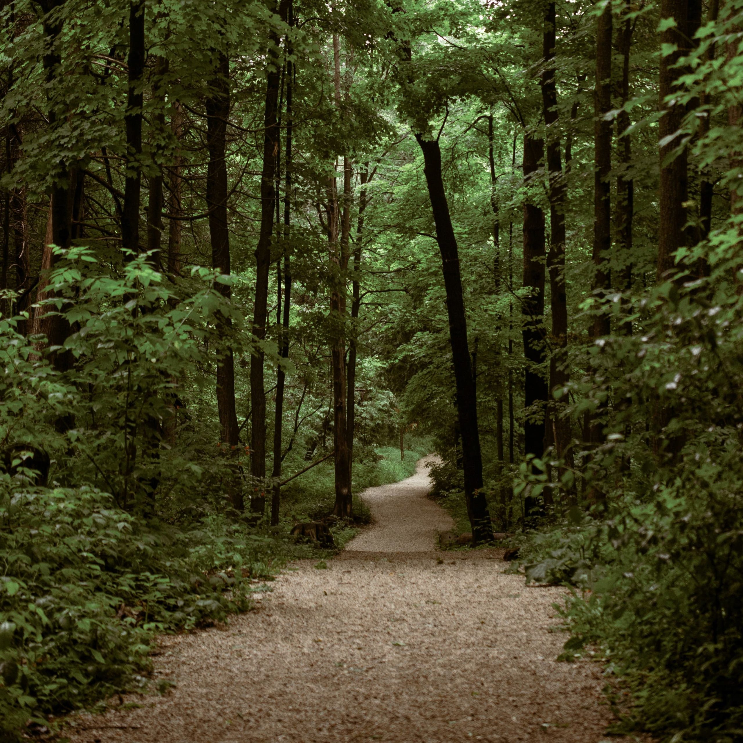 Väg genom skog